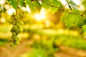 The White Wine Lover's Guide