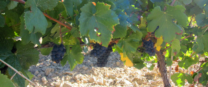 Viñedos de las bodegas Castell d'Encus