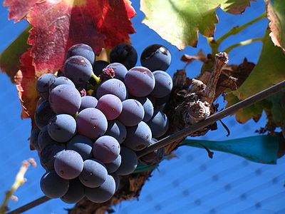 Grenache grapes