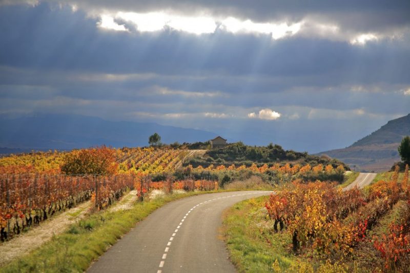 Ramón Bilbao: Un imperio vinícola