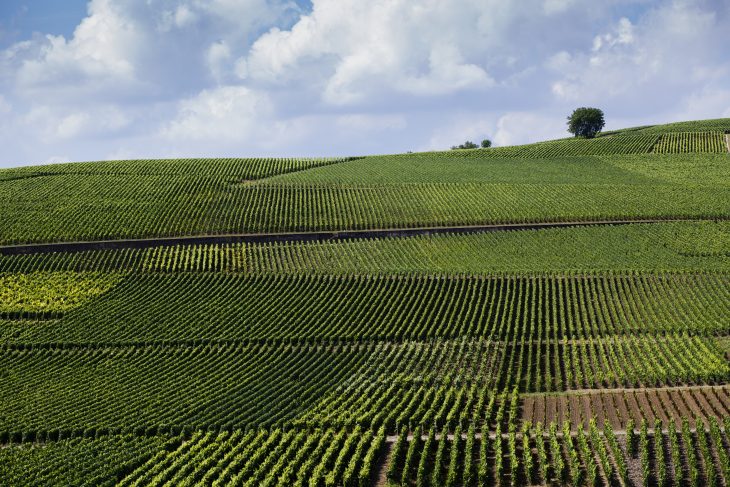 Gosset Champagne, la historia de la bodega más antigua en Aÿ