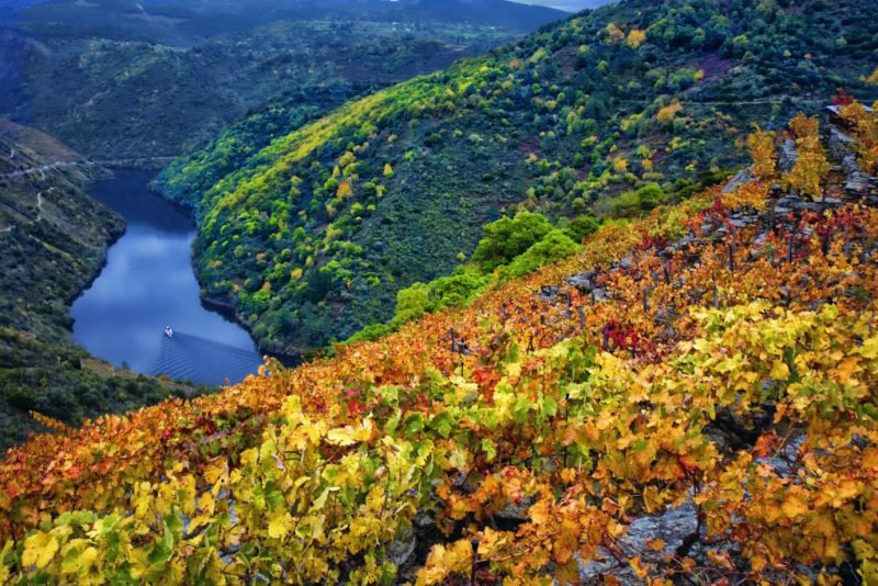 Uva Godello: todo lo que debes saber sobre ella