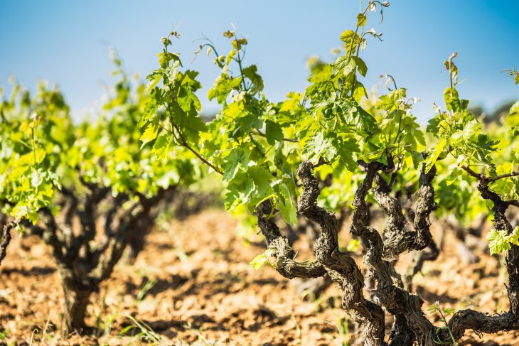 Conozcamos un poco mejor los vinos de Marqués de Cáceres