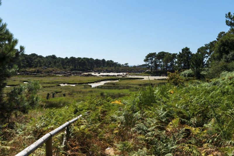 Descubre los mejores Albariño de las Rías Baixas