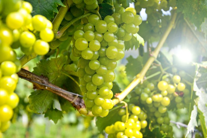 El Sauvignon Blanc, ¿es un vino que siempre es seco?