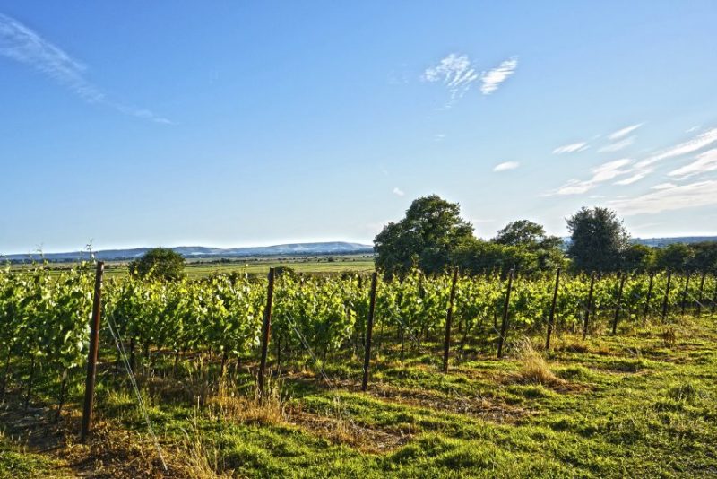 Lo que tienes que saber sobre el vino espumoso inglés