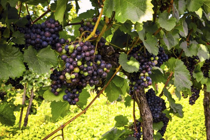 ¿Qué es exactamente el Merlot blanco?