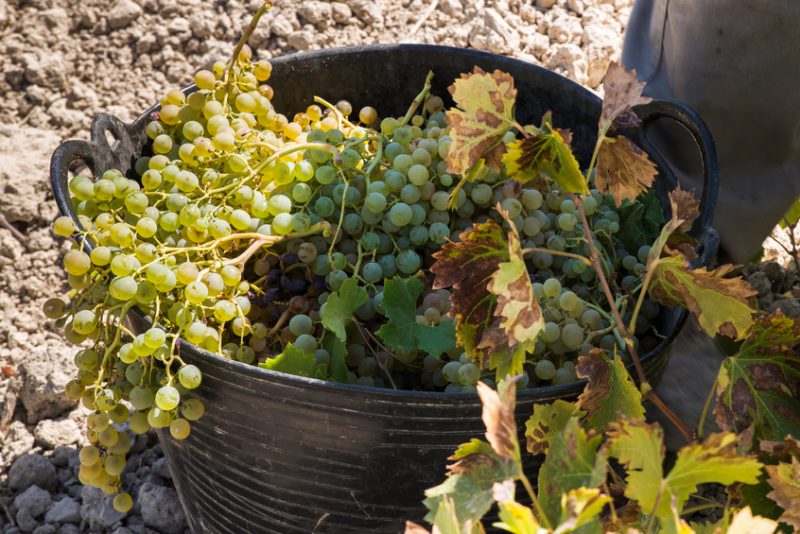 Bodegas Monte Blanco, todo lo que querías saber