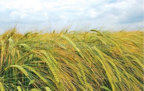 Malteado de la cebada