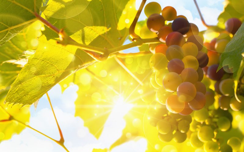 Comprendre le vin espagnol à travers ses raisins