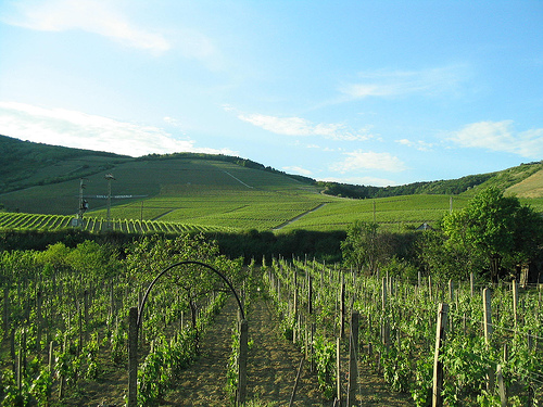 Tokaj