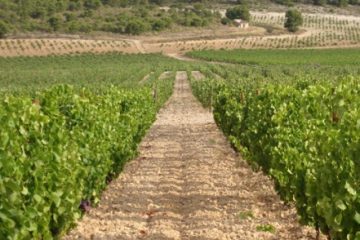 Weineigentum Casa Castillo