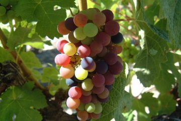 Veraison